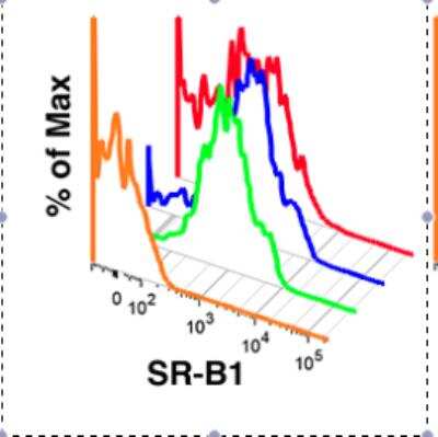 Flow Cytometry: SR-BI Antibody [DyLight 550] [NB400-104R] - SR-B1 staining of human adipose tissue macrophage populations compared to isotype control (orange). Image from verified customer review.